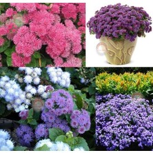 Zengarden Ageratum Tohumu Vapur Dumanı Top Çiçekli Tüm Renkler Karışımı