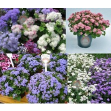 Zengarden Ageratum Tohumu Vapur Dumanı Top Çiçekli Tüm Renkler Karışımı