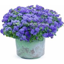 Zengarden Ageratum Tohumu Mavi Vapur Dumanı Blue Mink