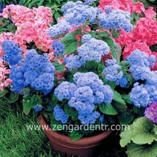 Zengarden Ageratum Tohumu Mavi Vapur Dumanı Blue Mink