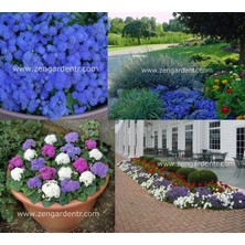 Zengarden Ageratum Tohumu Mavi Vapur Dumanı Blue Mink