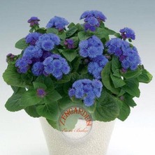 Zengarden Ageratum Tohumu Mavi Vapur Dumanı Blue Mink