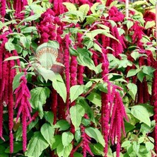 Zengarden Sarkan Horozibiği Çiçeği Tohumu Amaranthus Love Lies Bleeding