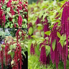 Zengarden Sarkan Horozibiği Çiçeği Tohumu Amaranthus Love Lies Bleeding