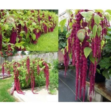 Zengarden Sarkan Horozibiği Çiçeği Tohumu Amaranthus Love Lies Bleeding