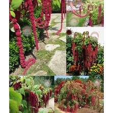 Zengarden Sarkan Horozibiği Çiçeği Tohumu Amaranthus Love Lies Bleeding