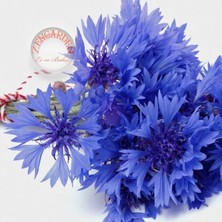 Zengarden Mavi Peygamber Çiçeği Tohumu Centaurea Cyanus Cornflower