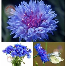 Zengarden Mavi Peygamber Çiçeği Tohumu Centaurea Cyanus Cornflower