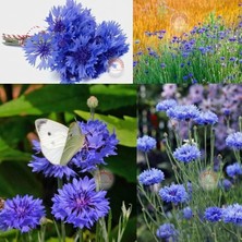 Zengarden Mavi Peygamber Çiçeği Tohumu Centaurea Cyanus Cornflower