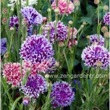 Zengarden Peygamber Çiçeği Tohumu Centaurea Pudra Şekeri Karışımı