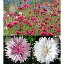 Zengarden Romantik Peygamber Çiçeği Tohumu Karışımı Centaurea Cyanus Cornflower