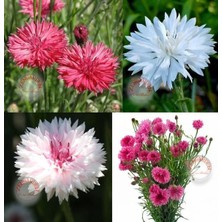 Zengarden Romantik Peygamber Çiçeği Tohumu Karışımı Centaurea Cyanus Cornflower