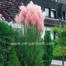 Zengarden Pembe Pampas Tohumu Cortaderia Selloana Rosea Pink Feather