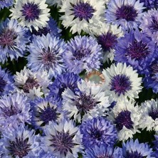 Zengarden Mavi Beyaz Peygamber Çiçeği Tohumu Karışımı Centaurea Cyanus Cornflower