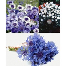 Zengarden Mavi Beyaz Peygamber Çiçeği Tohumu Karışımı Centaurea Cyanus Cornflower