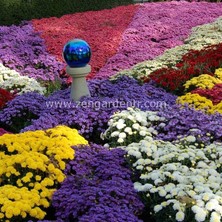 Zengarden Bodur Kasımpatı Tohumu Krizantem Mum Chrysanthemum Morifolium