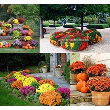 Zengarden Bodur Kasımpatı Tohumu Krizantem Mum Chrysanthemum Morifolium