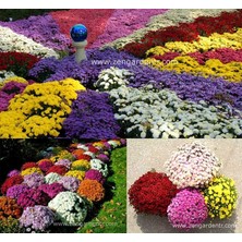 Zengarden Bodur Kasımpatı Tohumu Krizantem Mum Chrysanthemum Morifolium