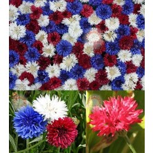 Zengarden Peygamber Çiçeği Tohumu Karışımı Centaurea Cyanus Cornflower