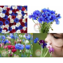 Zengarden Peygamber Çiçeği Tohumu Karışımı Centaurea Cyanus Cornflower