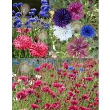 Zengarden Peygamber Çiçeği Tohumu Karışımı Centaurea Cyanus Cornflower