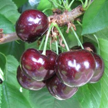 e-fidancim Tüplü Yarı Bodur Çok Iri Meyveli Skeena Kiraz Fidanı