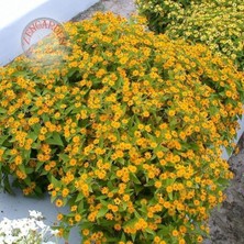 Zengarden Madalyon Çiçeği Melampodium Tohumu