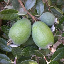 e-fidancim Tüplü Kaymak Ağacı Feijoa Fidanı (9 Luk Saksıda 4 Adet)
