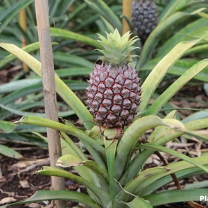 Tohum Bul Tüplü Tropikal Ananas Fidanı