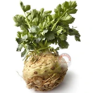 Kök Kereviz Tohumu Giant Prague Celeriac