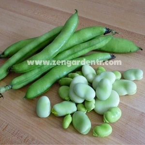 Sakız Bakla Tohumu Fava Beans Seeds