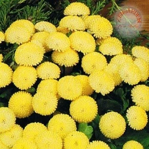 Krizantem Tohumu Kasımpatı Sarı Golden Ball Chrysanthemum Parthenium