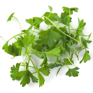 Çorba ve Çeşni Yaprak Kereviz Tohumu Leaf Celery