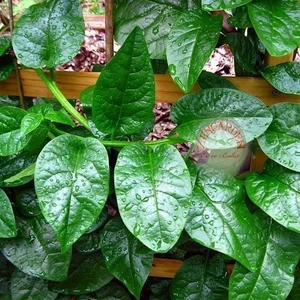 Yeşil Malabar Ispanağı Tohumu Basella Alba