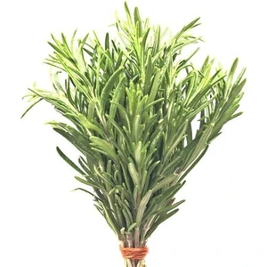 Köy Tohumları 25 Adet Tohum Nadir Organik Saksılık Balkon Biberye Biberiye Tohumu