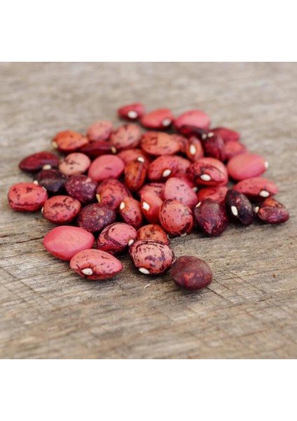 Kırmızı Çilli Şeker Fasulye Tohumu Speckled Dixie Butterpea fiyatları