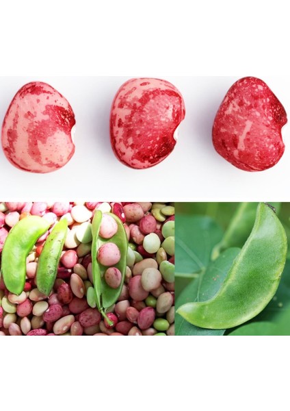 Kırmızı Çilli Şeker Fasulye Tohumu Speckled Dixie Butterpea modelleri