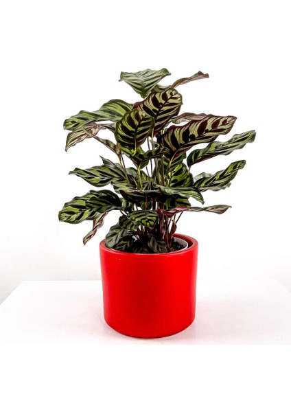 Kalatya-Calathea Makoyana - Ruby Kırmızı Saksılı 60-80CM