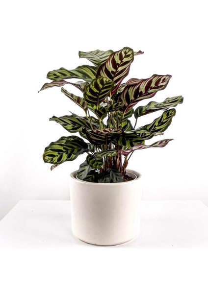 Kalatya-Calathea Makoyana - Ruby Beyaz Saksılı 60-80CM