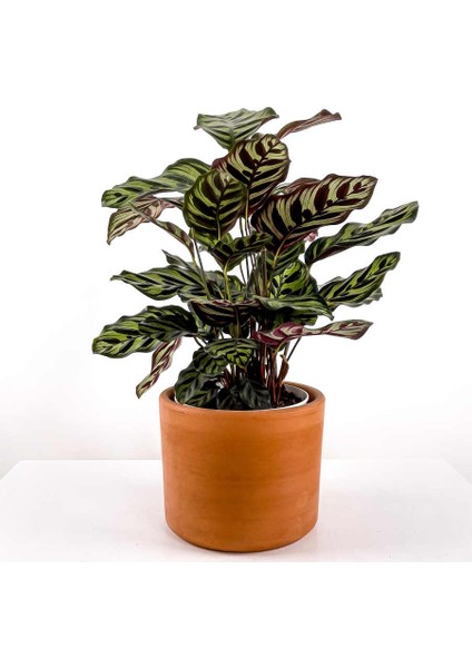 Kalatya-Calathea Makoyana - Ruby Terra Cotta Saksılı 60-80CM
