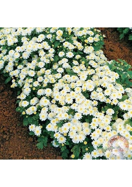 Kasımpatı Tohumu Krizantem Chrysanthemum White Stars