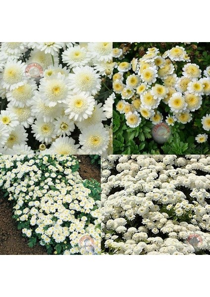 Kasımpatı Tohumu Krizantem Chrysanthemum White Stars