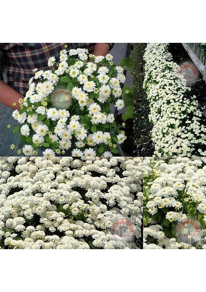 Kasımpatı Tohumu Krizantem Chrysanthemum White Stars