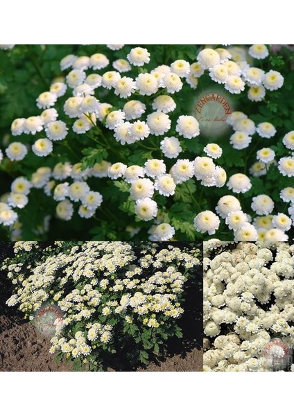 Kasımpatı Tohumu Krizantem Chrysanthemum White Stars