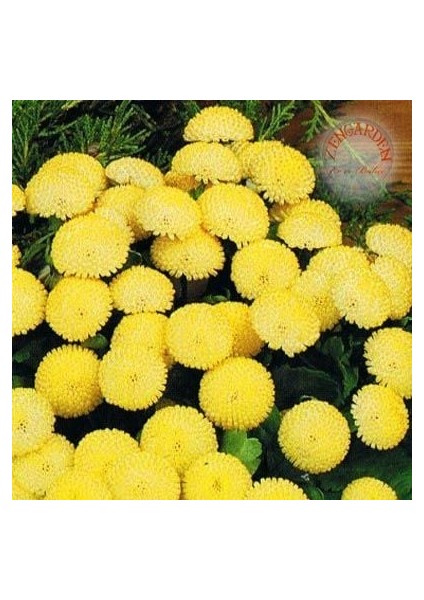 Krizantem Tohumu Kasımpatı Sarı Golden Ball Chrysanthemum Parthenium