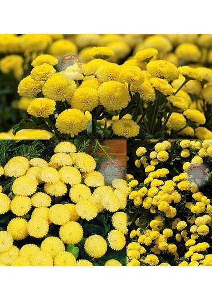 Krizantem Tohumu Kasımpatı Sarı Golden Ball Chrysanthemum Parthenium fiyatları