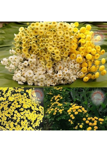 Krizantem Tohumu Kasımpatı Sarı Golden Ball Chrysanthemum Parthenium modelleri