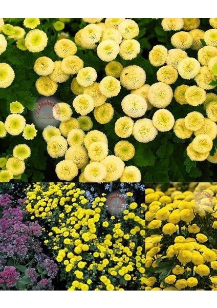 Krizantem Tohumu Kasımpatı Sarı Golden Ball Chrysanthemum Parthenium fırsatları