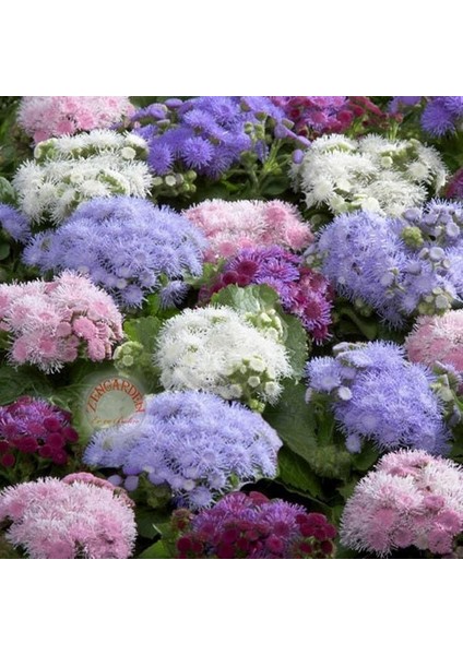 Ageratum Tohumu Vapur Dumanı Top Çiçekli Tüm Renkler Karışımı