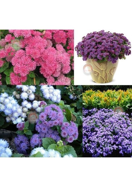 Ageratum Tohumu Vapur Dumanı Top Çiçekli Tüm Renkler Karışımı